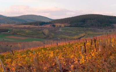 Vinos y Enoturismo en El Bierzo