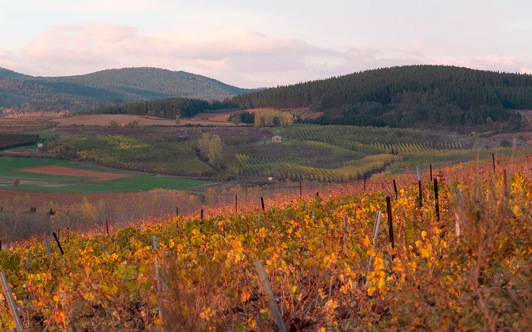 viñas de El Bierzo